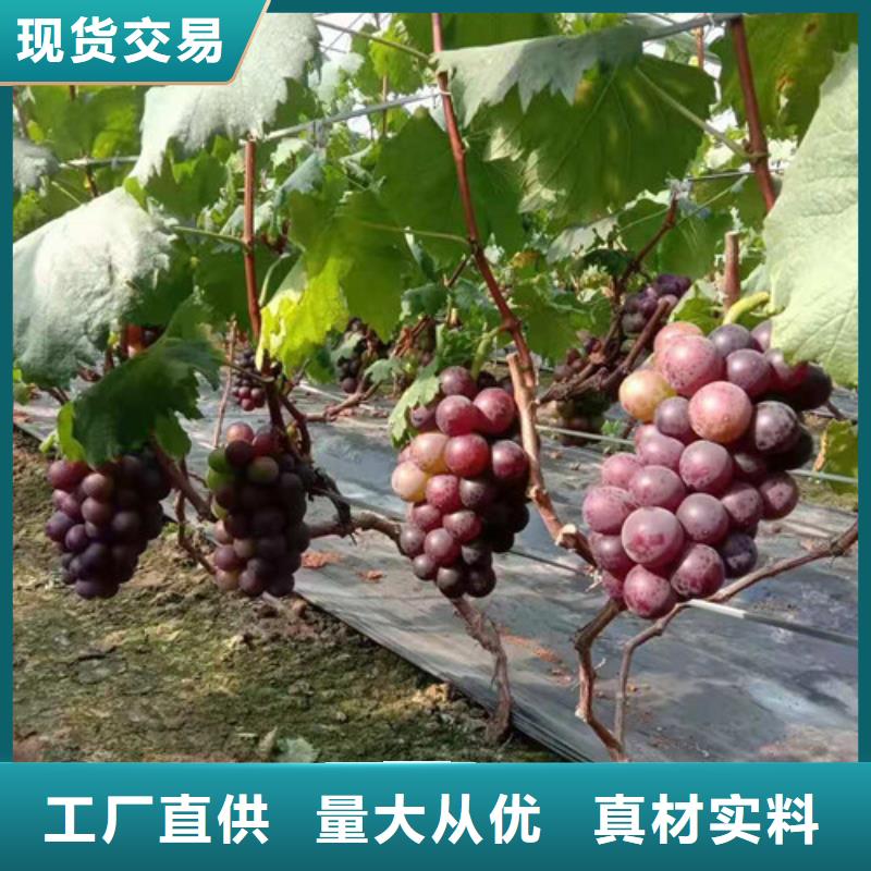 富士之辉葡萄树苗