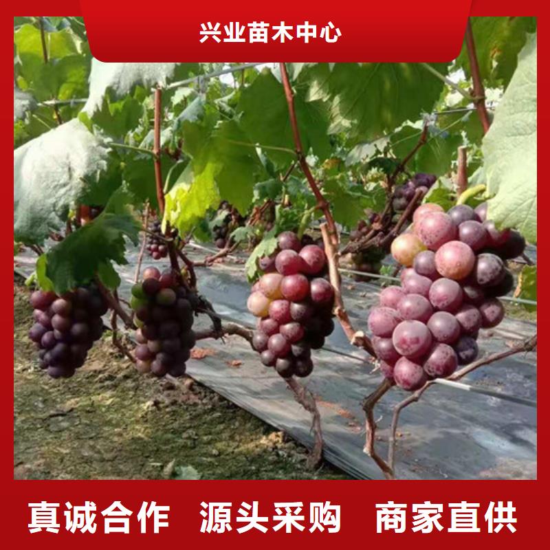 葡萄树苗病虫防治