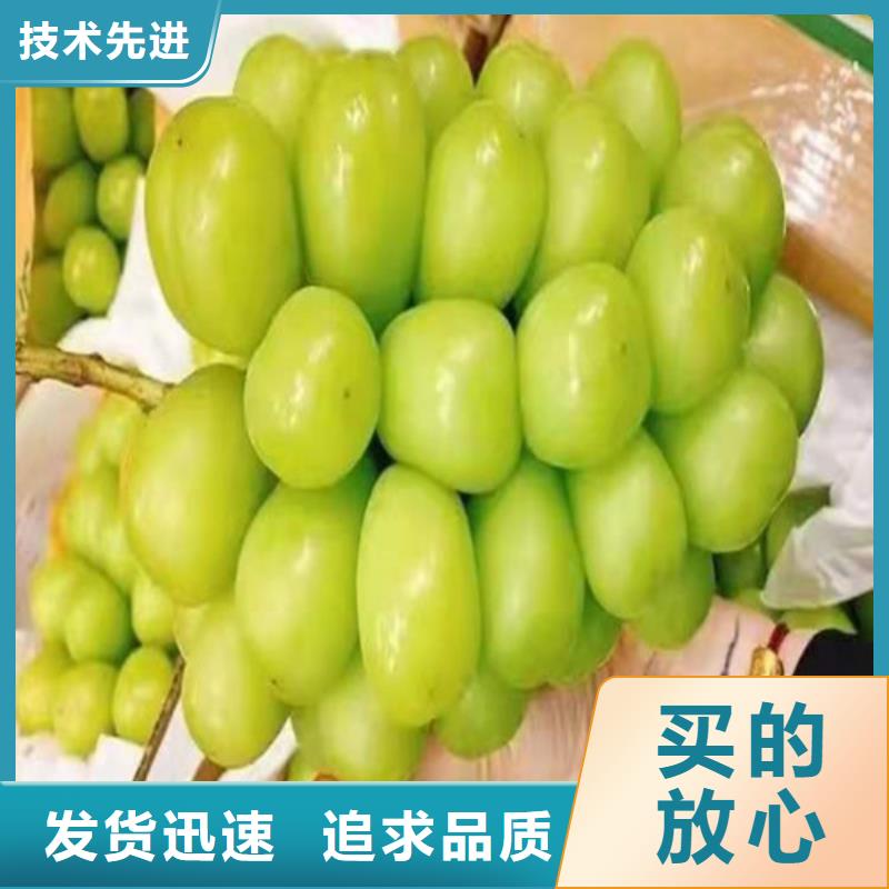 富士之辉葡萄树苗