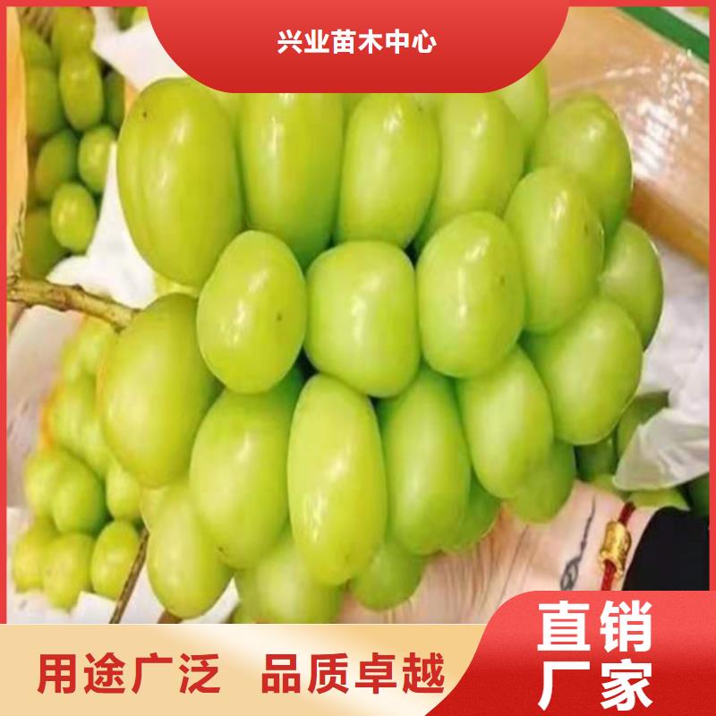 金手指葡萄树