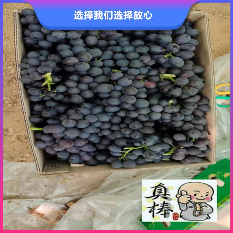 红乳葡萄树苗