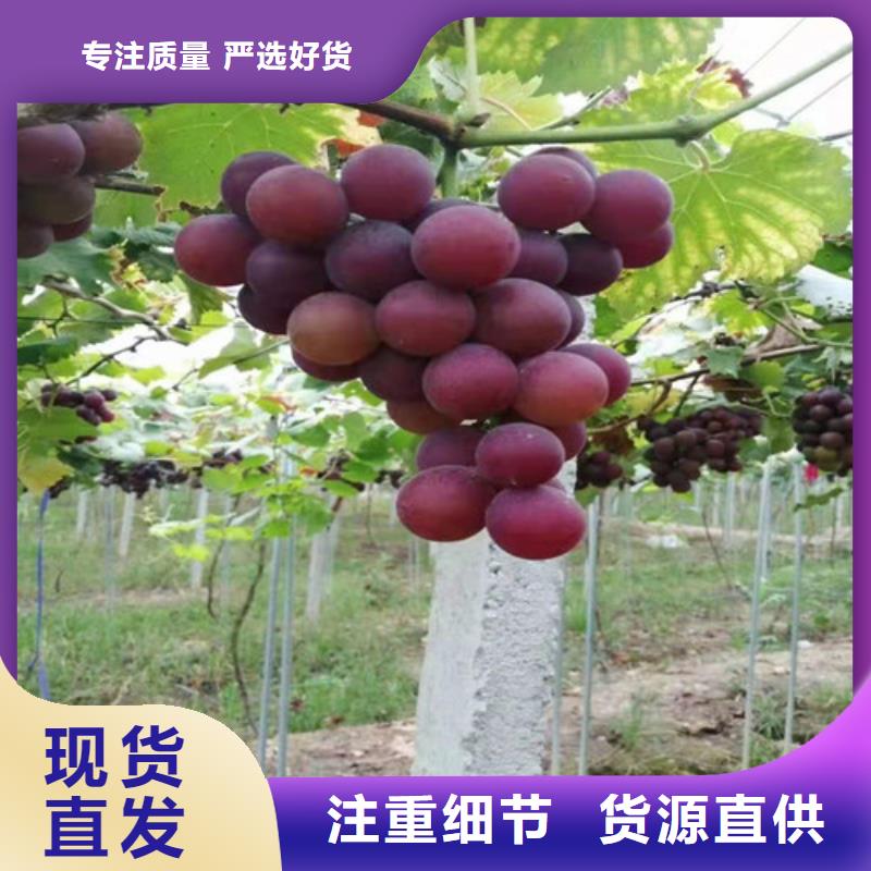 葡萄树苗病虫防治