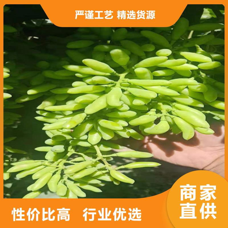 葡萄树苗病虫防治