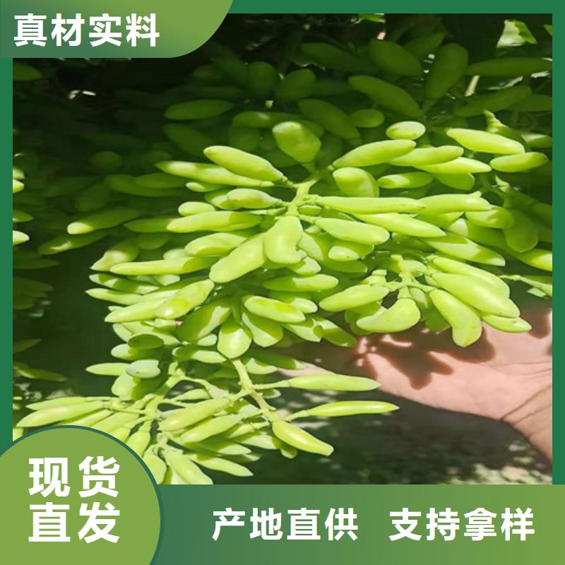 金手指葡萄树