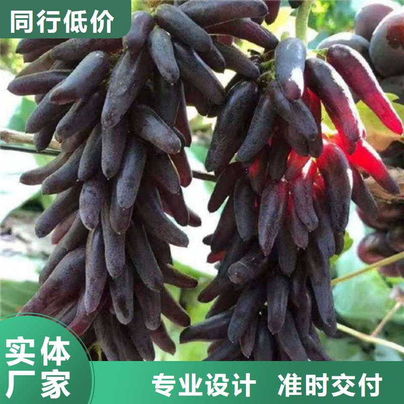 葡萄树苗病虫防治