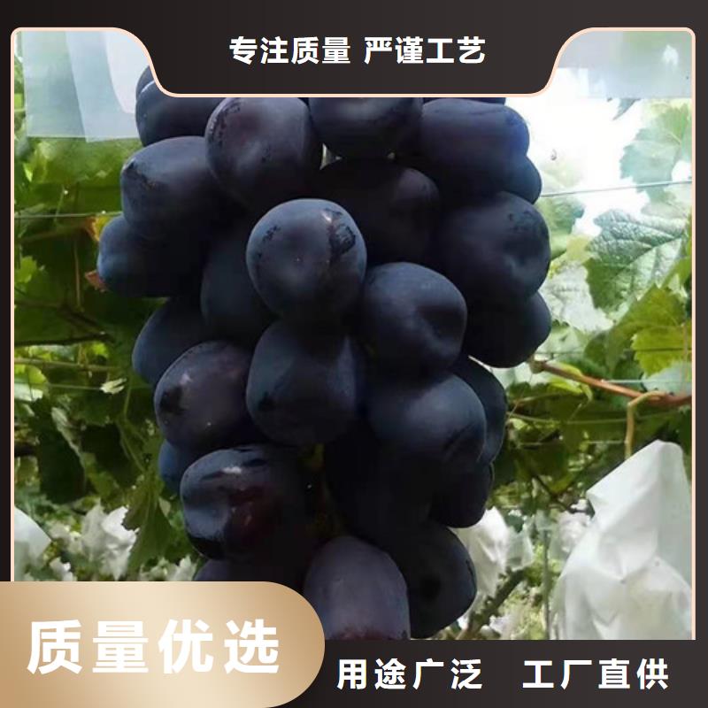 葡萄树苗病虫防治