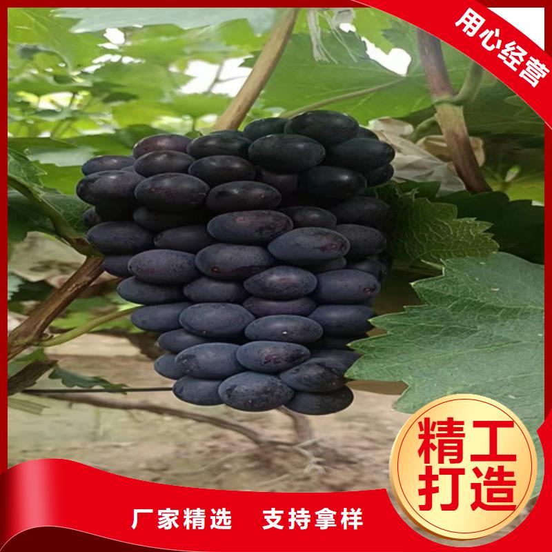 葡萄_车厘子苗实力雄厚品质保障