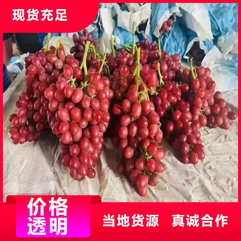 富士之辉葡萄树苗