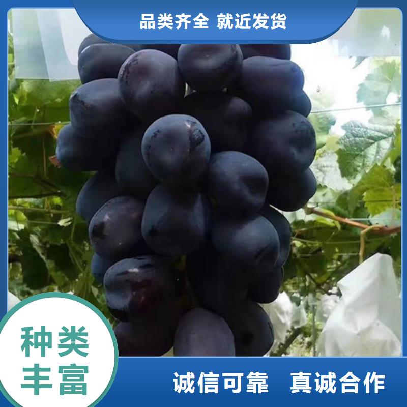 富士之辉葡萄树苗