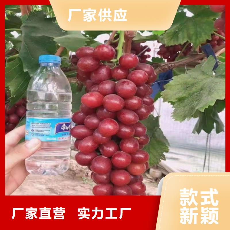 富士之辉葡萄树苗