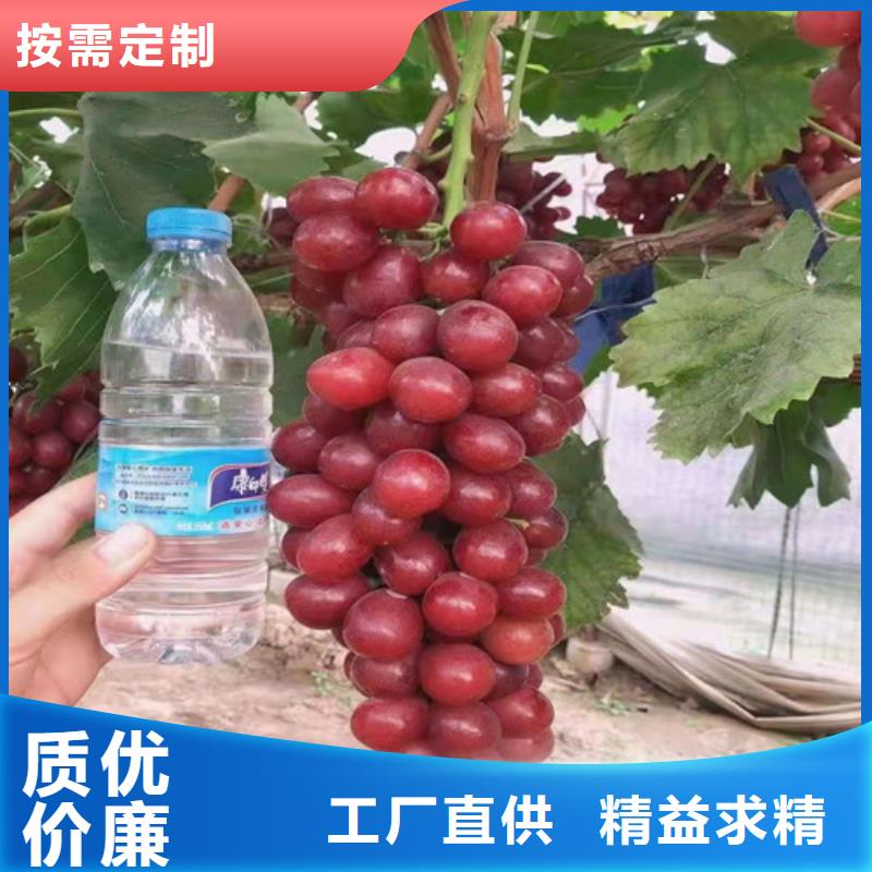 葡萄苗批发价格