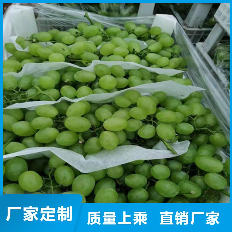 葡萄苗批发价格