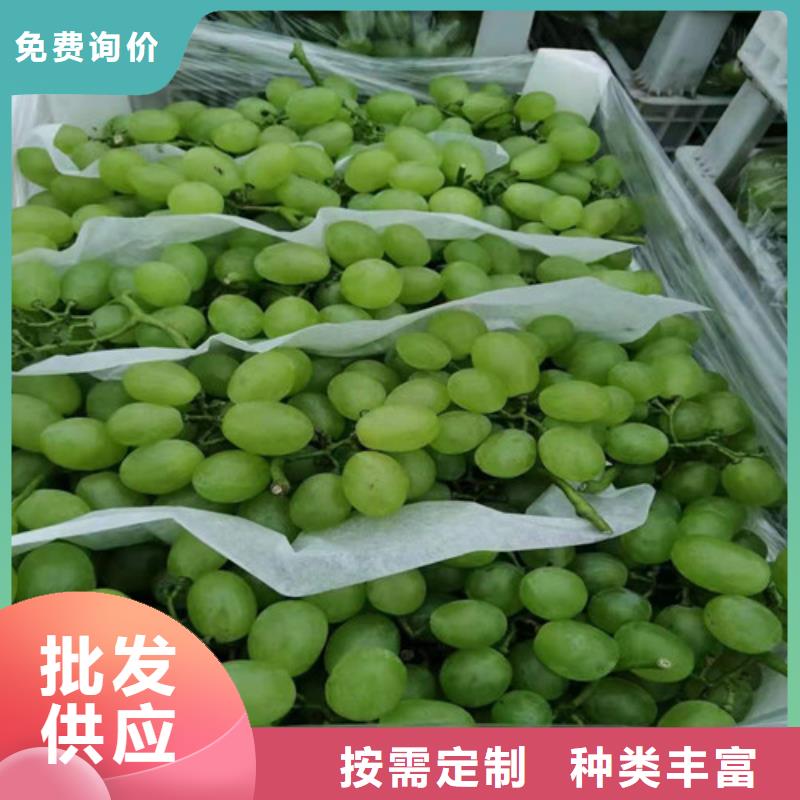 葡萄树苗病虫防治