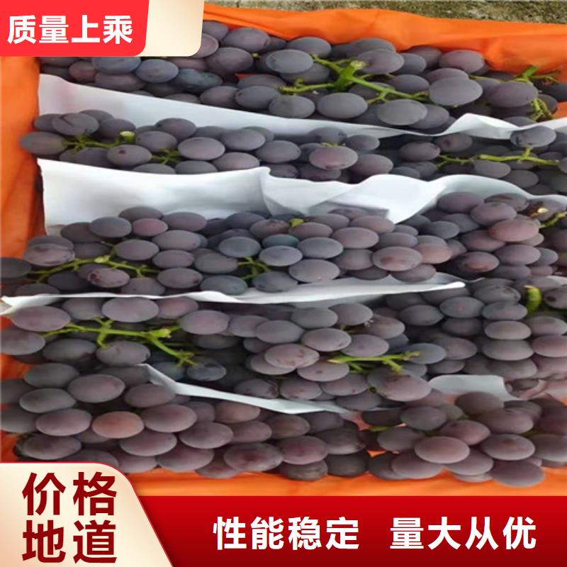葡萄树苗病虫防治