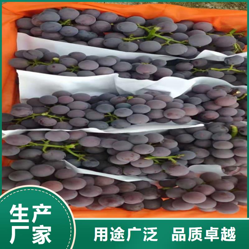 富士之辉葡萄树苗