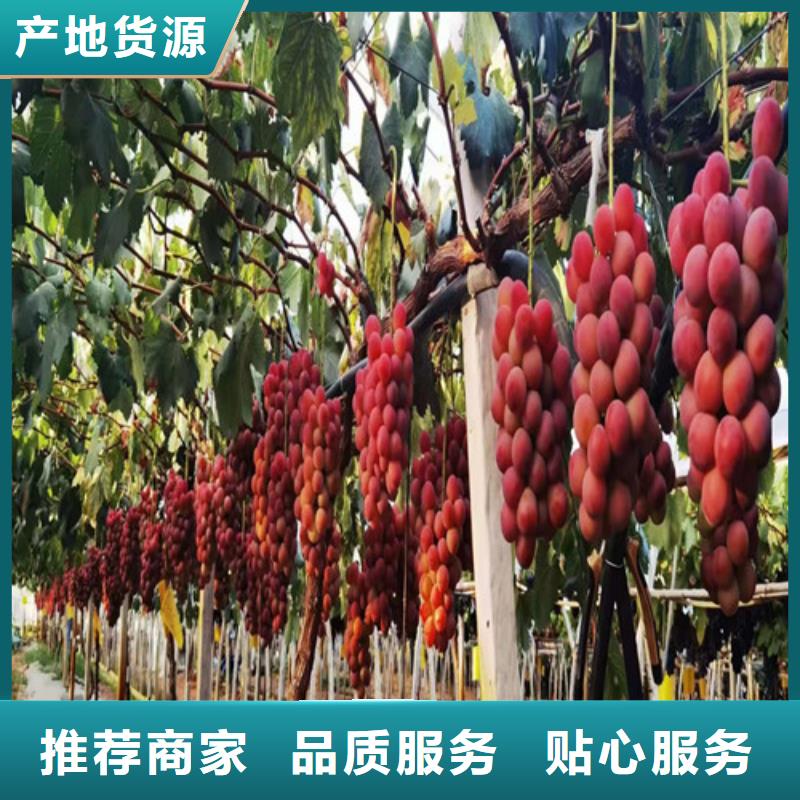 富士之辉葡萄树苗