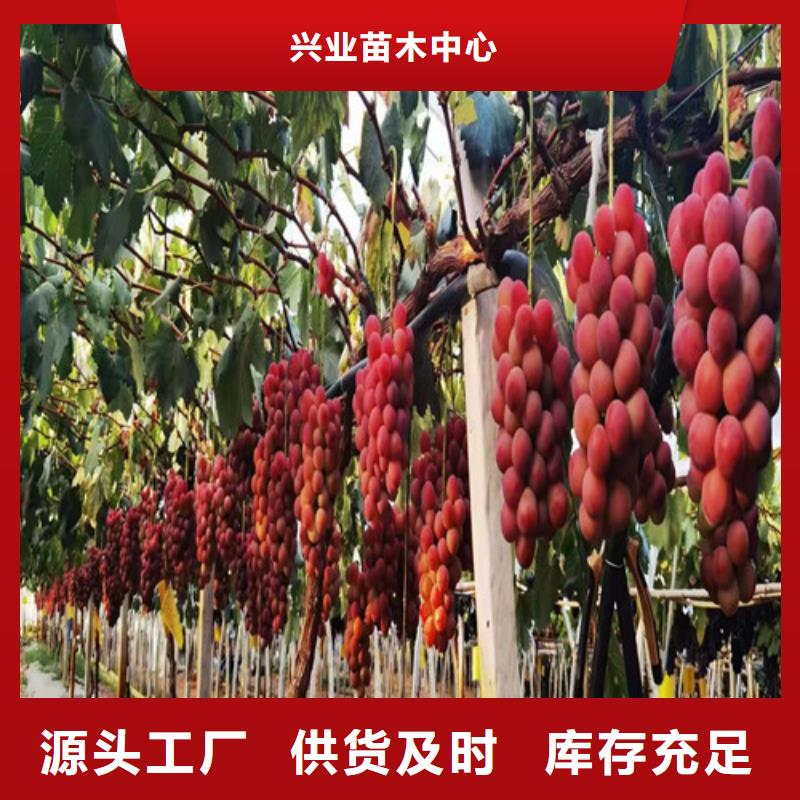 葡萄树苗病虫防治