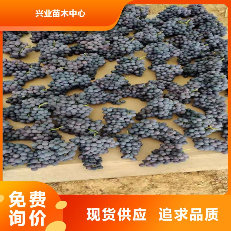 富士之辉葡萄树苗