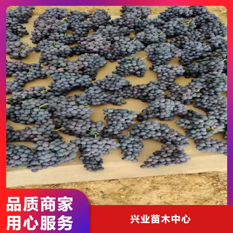 葡萄苗批发价格