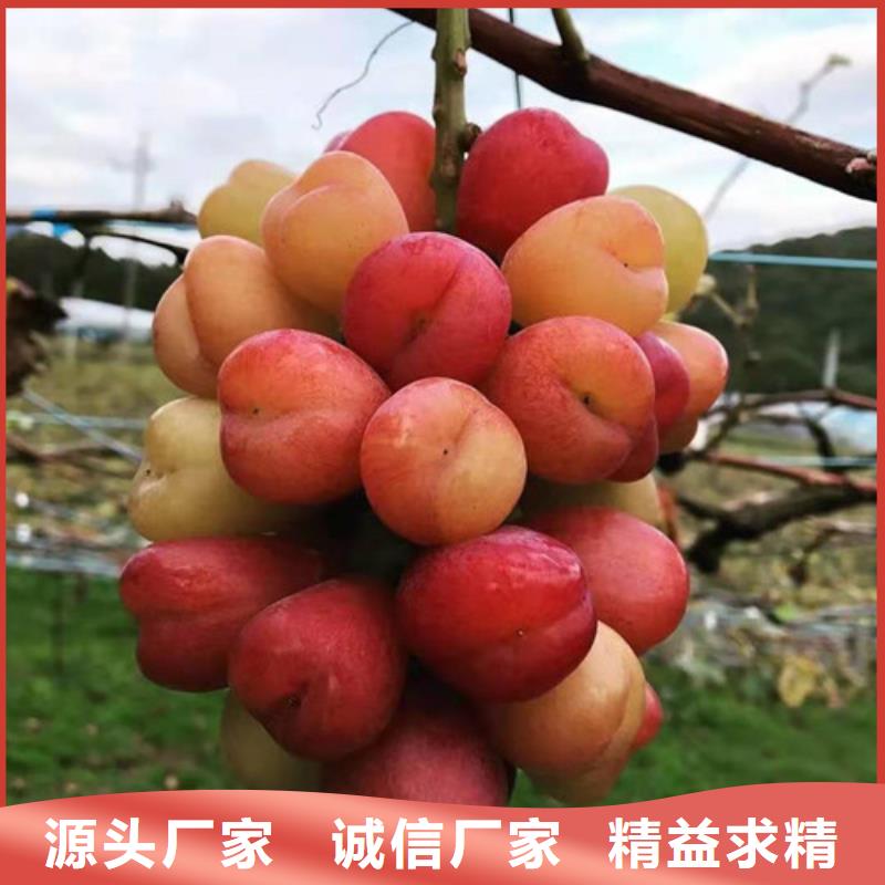 富士之辉葡萄树苗