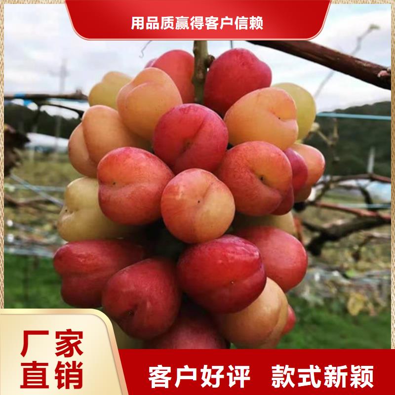 葡萄树苗病虫防治