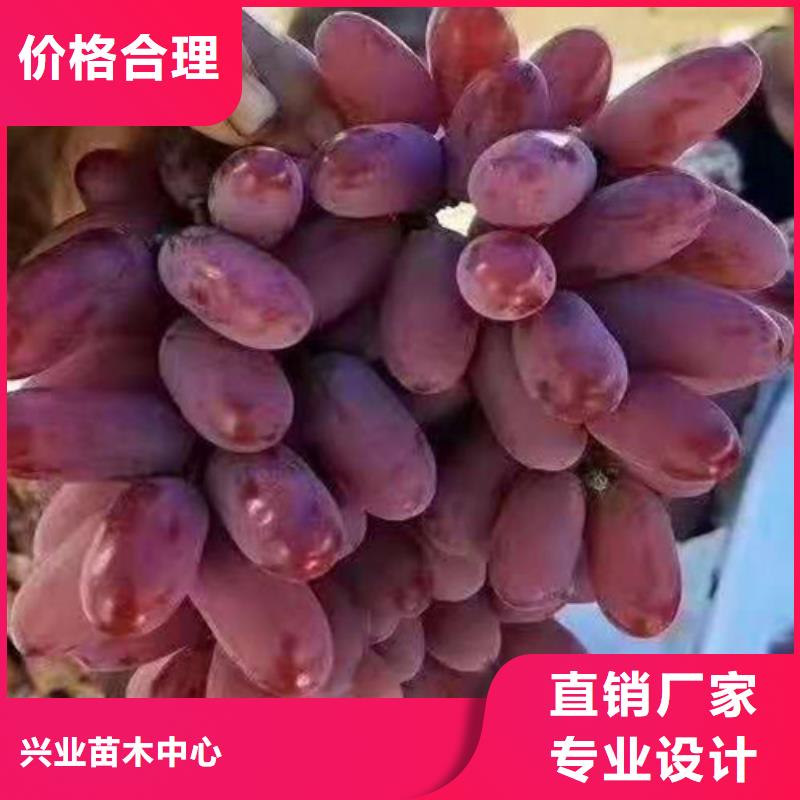 葡萄树苗病虫防治