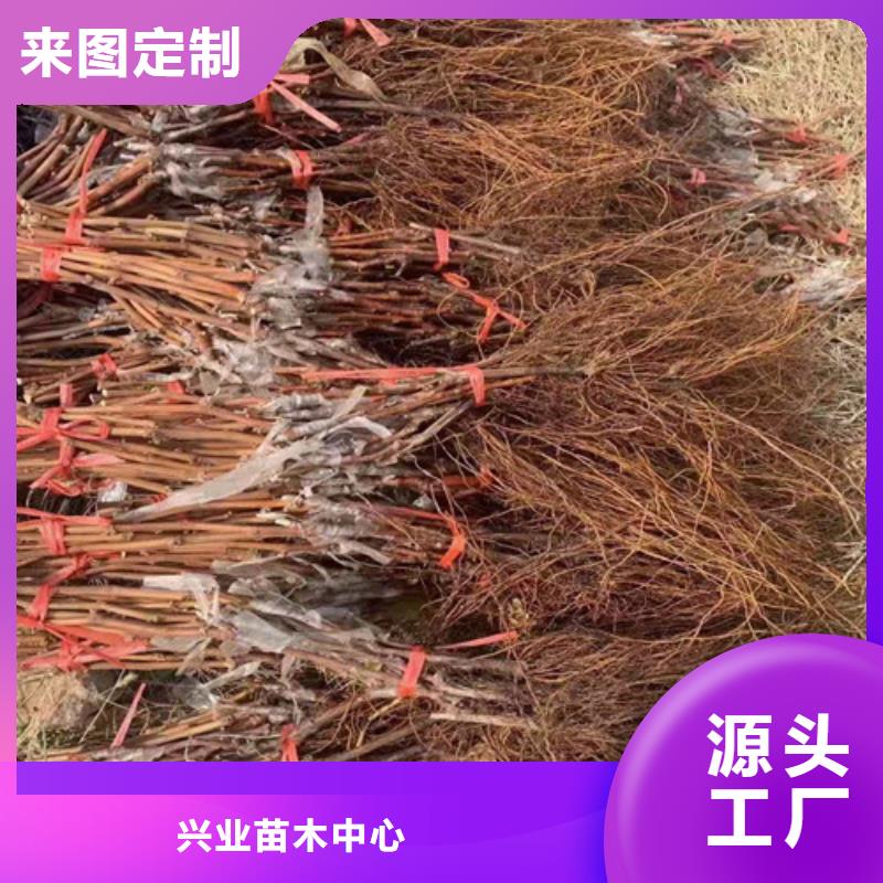 葡萄苗批发价格