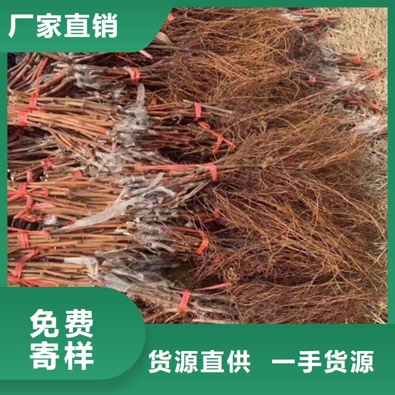 葡萄树苗病虫防治