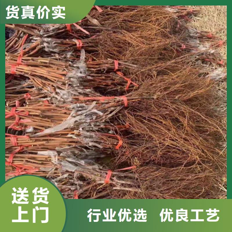 富士之辉葡萄树苗