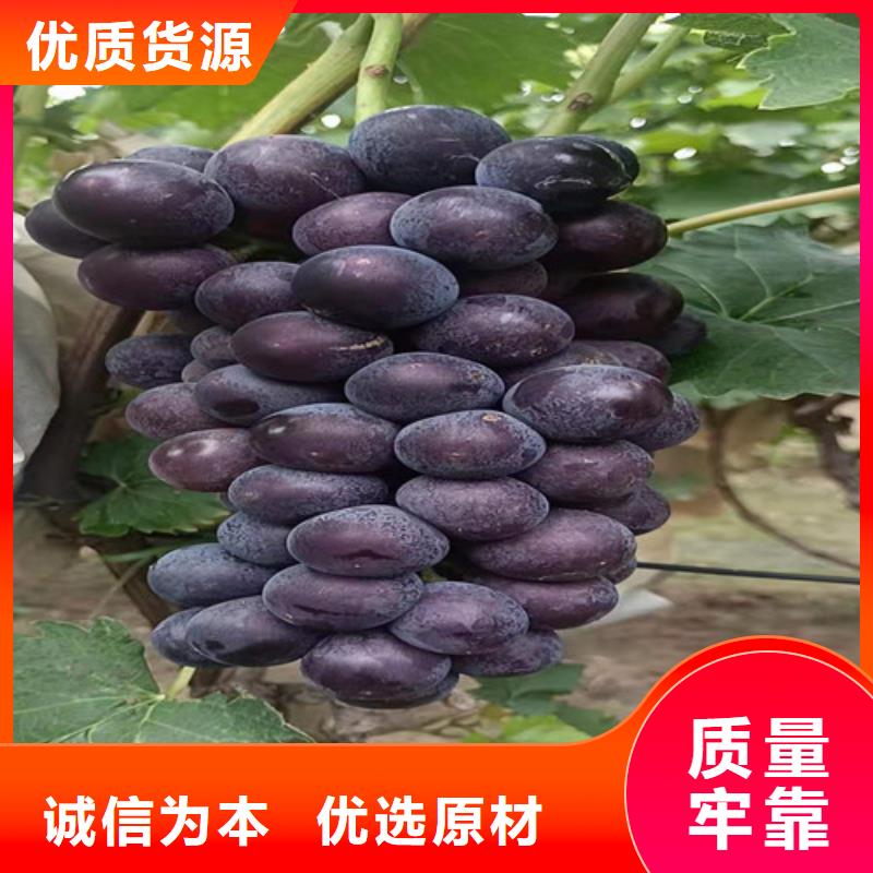 葡萄苗批发价格