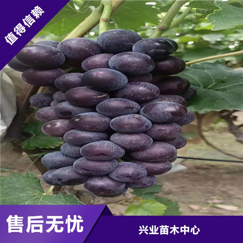 富士之辉葡萄树苗