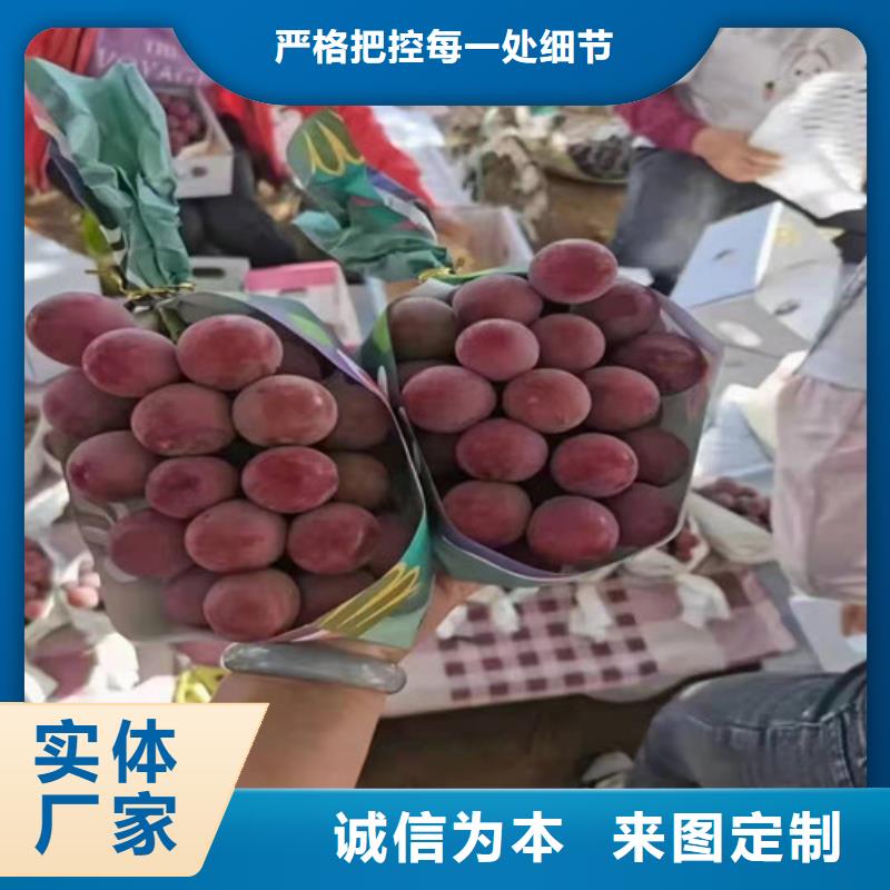 葡萄苗批发价格