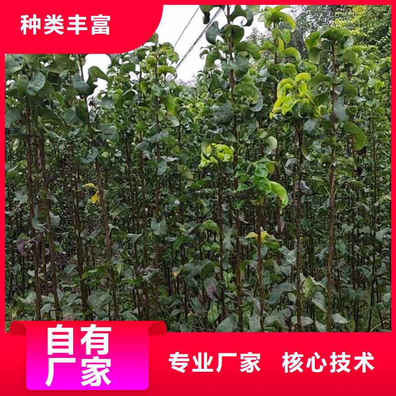 梨奥红全红梨树苗一对一为您服务
