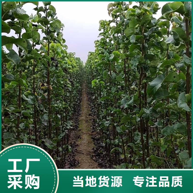 秋月梨种植苗栽培时间