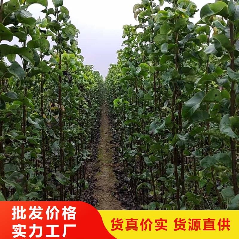 秋月梨树苗质优价廉