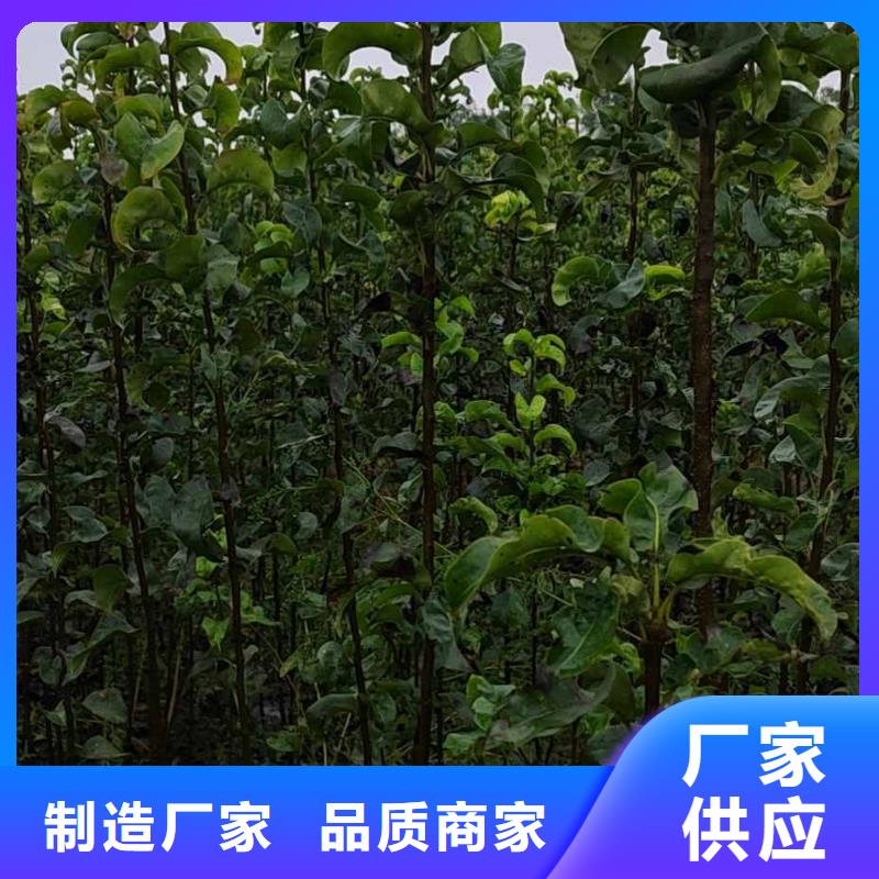 梨,北京十四号桃树苗专业生产品质保证