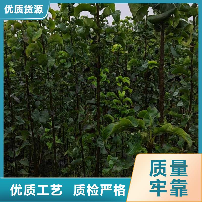 梨奥红一号梨苗源头厂源头货