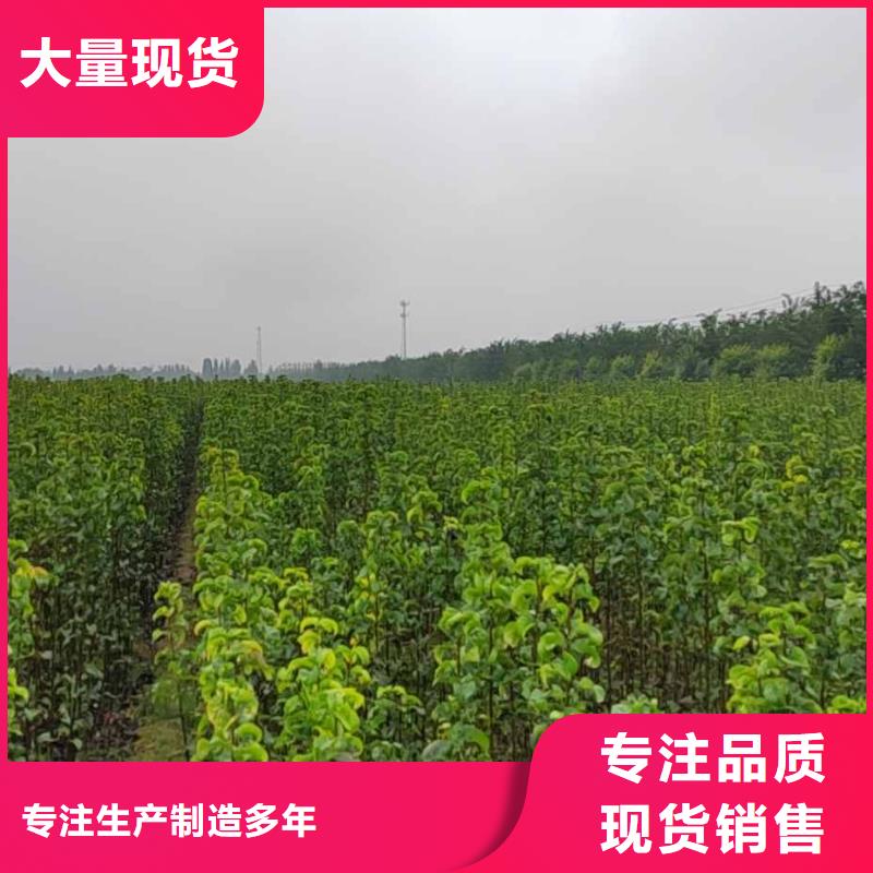 梨,北京十四号桃树苗专业生产品质保证