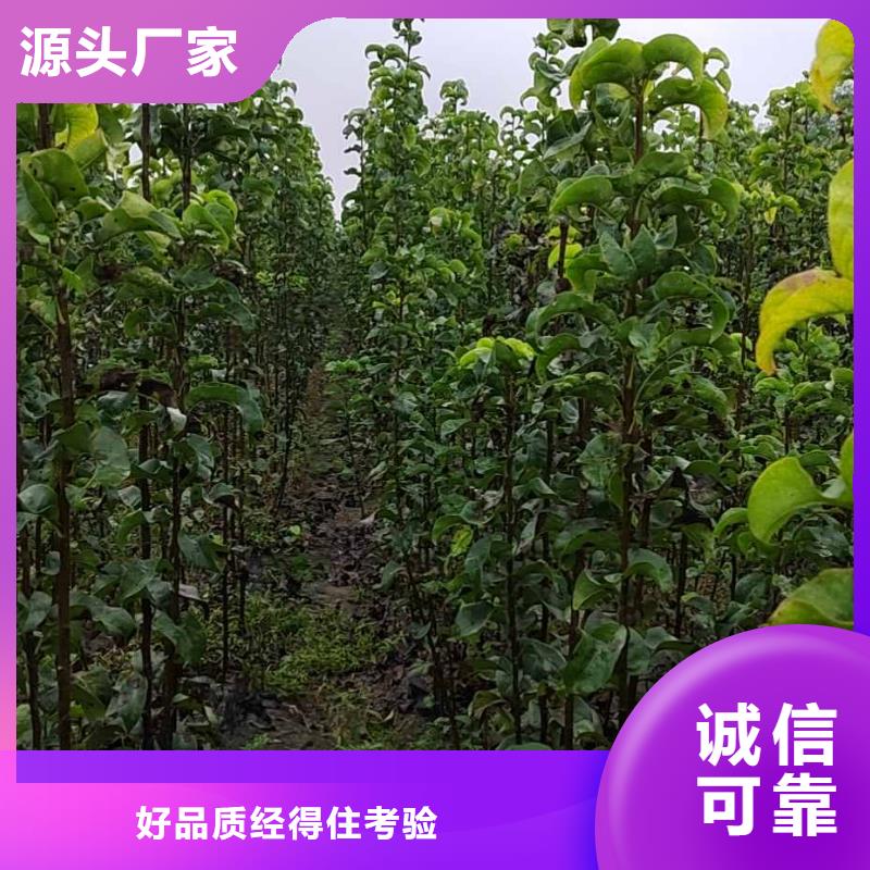梨奥红一号梨苗源头厂源头货
