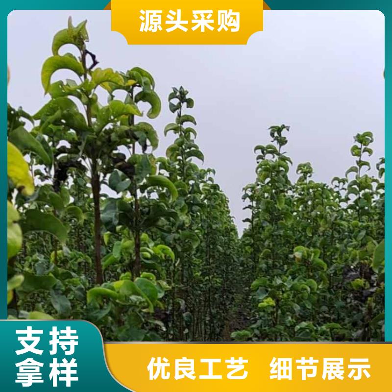 梨奥红一号梨苗源头厂源头货