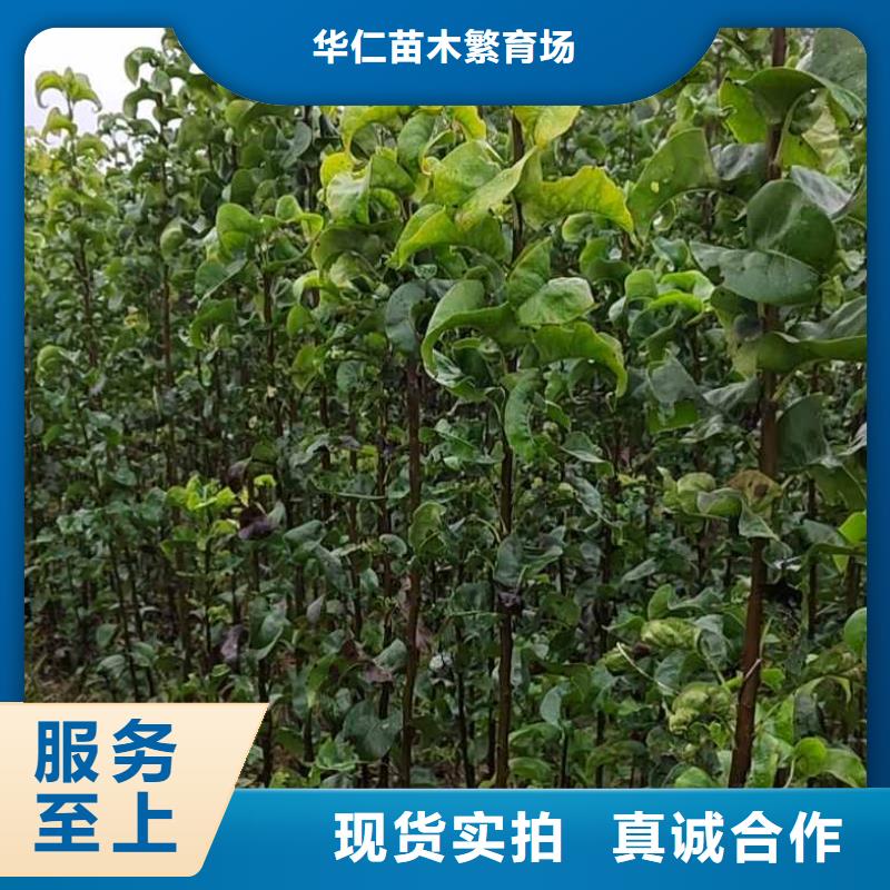 梨,海棠苗讲信誉保质量