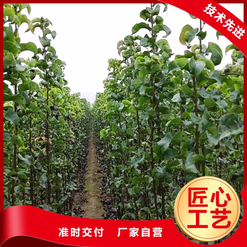 梨奥红全红梨树苗一对一为您服务