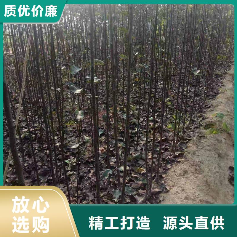 秋月梨种植苗栽培时间