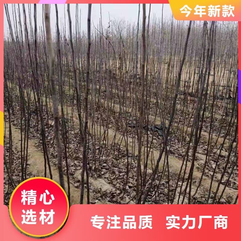 秋月梨种植苗栽培时间