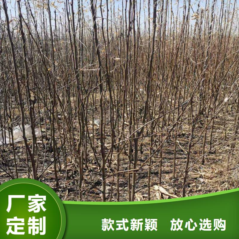 梨奥红全红梨树苗一对一为您服务