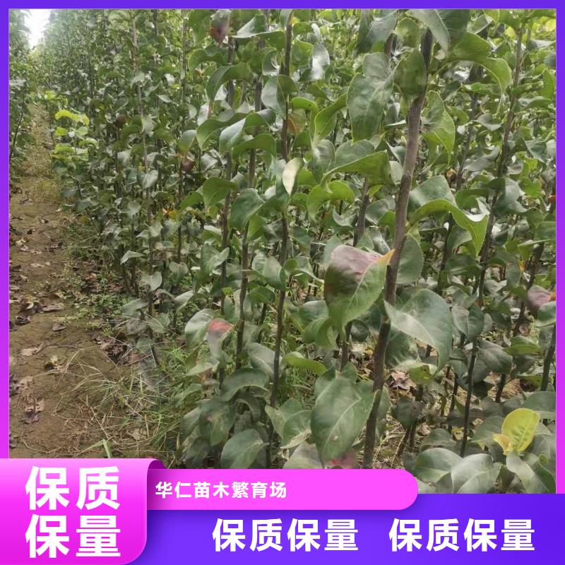 秋月梨树苗质优价廉