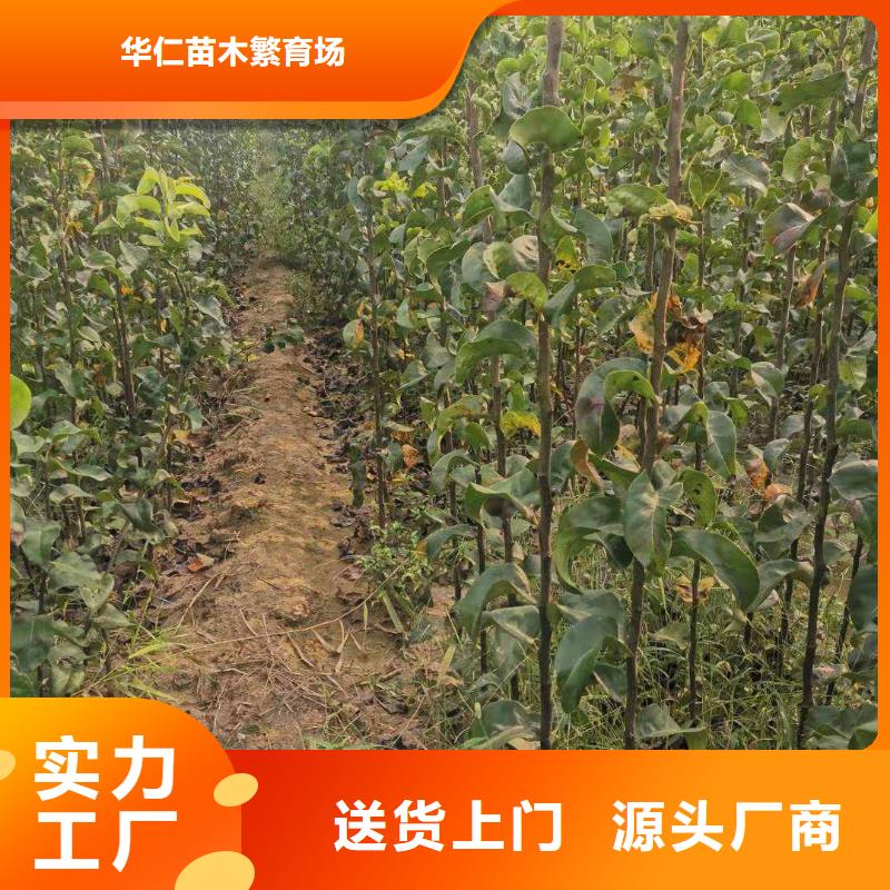 梨黄冠梨树苗定制不额外收费