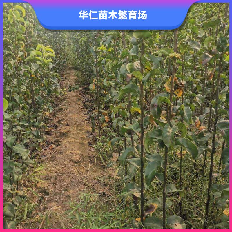梨,北京十四号桃树苗专业生产品质保证