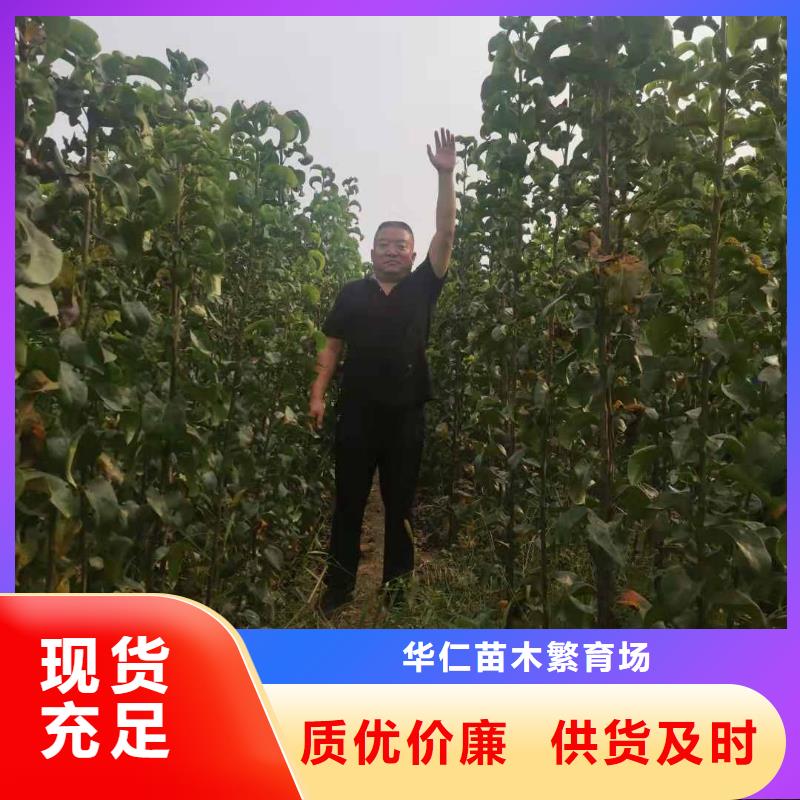 秋月梨树苗质优价廉