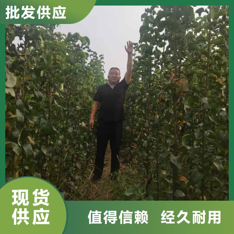 梨,北京十四号桃树苗专业生产品质保证